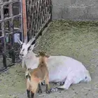 ماعز قزم