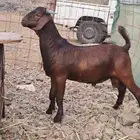 تيس ادبس هجين كلهاري محايلي