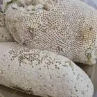 عسل سدر بري