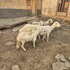 ضان مقاني تم البيع