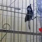 للبيع عصفور بلبول أنثى ركبته علا ذكر أنتجت عندي بس باضت م