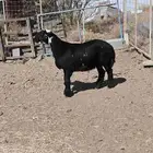 طلي مهجن مع التوصيل