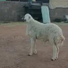 خاروف ثني