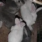 ارانب صغيره