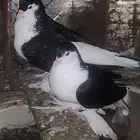 زوج حمام شيرازي منتج