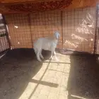 رخل للبيع