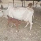 بقره معها عجل