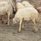 خروف عمره خمس شهور بحاله ممتازه