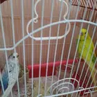 عصافير