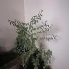 شتلات سدر عدد.6