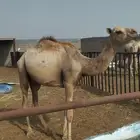 جمال مستورد تربيه 3 شهور