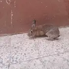 ارنب ذكر للبيع مستعجل
