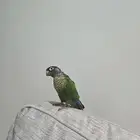 ببغاء كنيور جرين شيك اليف و هدد