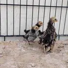 صوص سبرايت تم البيع