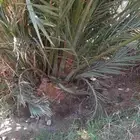 فروخ مجدول مشالله