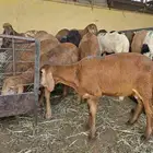 سواكني تربيه