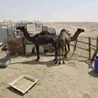 قعود وبكره داخلين حقايق