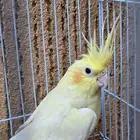 زوج ببغاء كروان مع الملحقات