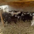 السلام عليكم ورحمة الله تيوس عوارض