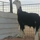 فحل نجدي صنف