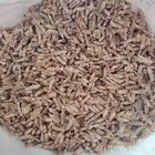 نوا تمر حب جديد نظيف