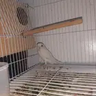 انثى روز منتجه البينو صافي عيون حمر