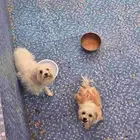 كلاب للتبني بسعر رمزي