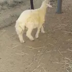 مشروع فحل حري