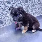 كلاب جرمل شبر