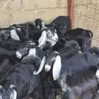جفار طيبه