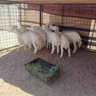 طليان للبيع
