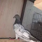 عرض طير باكستاني كشيش