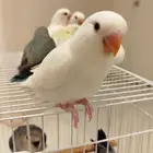 فروخ روز هدد قمة الولافه ماشاء الله الكميه محدوده