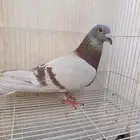 حمام زاجل سباق منتج