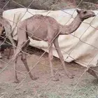 حشوان للبيع