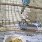 فروخ هوقو وانجليزي