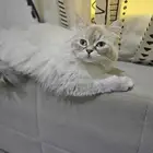 قطتين اناث للبيع