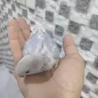 للبيع فرخ روز فايلوت اوبلاين