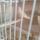 أنثى كناري وايت إيزابيل