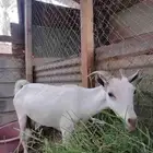 للبيع ماعز ان شاء الله انها مضرع بداية حمال