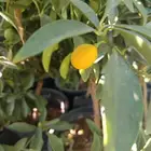 مشتل الخليل لجميع انواع الأشجار والنباتات