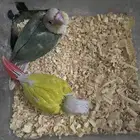 فروخ كنيور اليفة ومفطومة