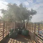 لبيع الزيتون لتواصل