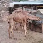 ثلاث حشوان