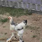 ديوك براهما بشاير