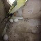 جوز بادجي منتج معه 3 بيضات