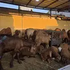 سواكني تربيه