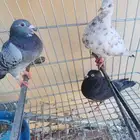 حمام للبيع 3 حبات السعر 30 ريال وحده زاجل واثنين باكستاني