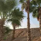 توريد وزراعه نخل الواشنطن