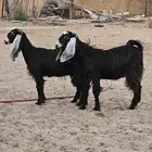 جفرات جذعات 10 شهورر